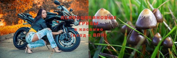 прущий лед Новозыбков
